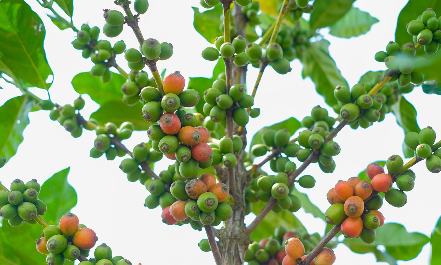 Liberica coffee beans from Malaysia - Malaysia coffee industry